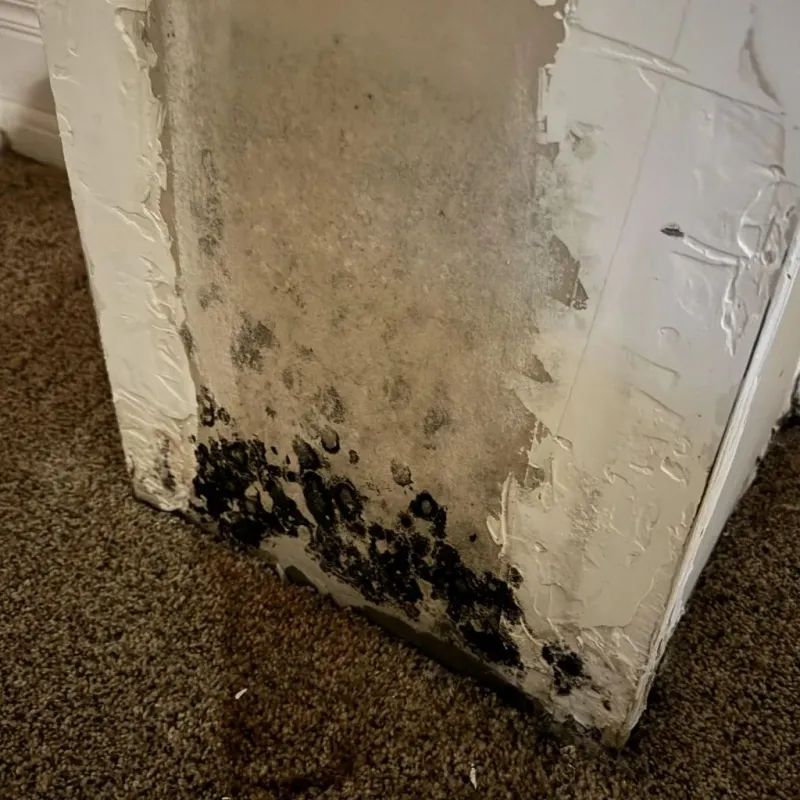 Professional Mold Removal in Union, MO